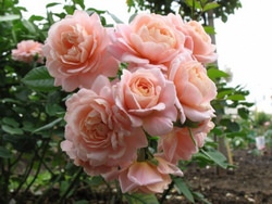 Роза Гейша известна во многих странах